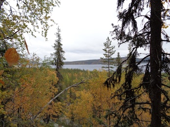 Regeringen beviljar koncession för Kallak